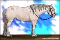Horse Color:Bay Ice Appaloosa 