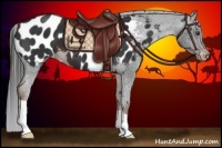 Horse Color:Liver Chestnut Appaloosa 