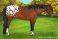 Horse Color:Brown Appaloosa  and Brown Appaloosa 