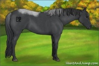 Horse Color:Blue Roan 