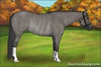 Horse Color:Grullo Roan Rabicano 