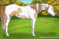 Horse Color:Gold Champagne Splash Tobiano