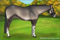 Horse Color:Blue Onyx