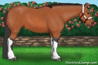 Horse Color:Bay Tobiano 