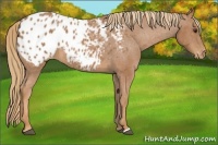 Horse Color:Chestnut Appaloosa 