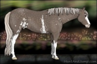 Horse Color:White Spotted Silver Black Sabino 