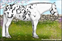 Horse Color:Black Chinchilla Appaloosa