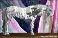 Horse Color:White Spotted Smoky Black Sabino  and White Spotted Smoky Black Sabino 