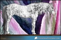 Horse Color:White Spotted Smoky Black Sabino  and White Spotted Smoky Black Sabino 