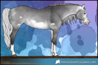 Horse Color:Silver Buckskin Chinchilla Splash Frame 