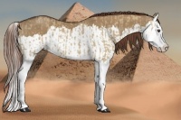 Horse Color:Red Dun Splash and Red Dun Splash