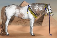 Horse Color:White Spotted Liver Red Roan 