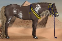 Horse Color:White Spotted Liver Chestnut 