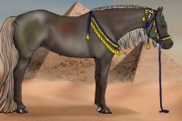 Horse Color:Liver Chestnut Sabino