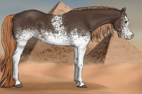Horse Color:White Spotted Liver Chestnut