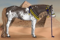 Horse Color:White Spotted Liver Chestnut