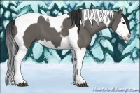 Horse Color:Grullo Splash Tobiano