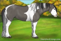 Horse Color:Grullo Splash Tobiano 