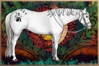 Horse Color:Black Varnish Rabicano 