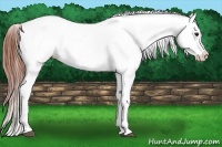 Horse Color:Bay Near Leopard 