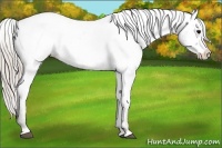Horse Color:Silver Black Appaloosa 