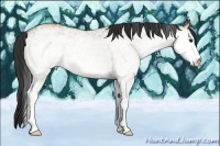Horse Color:White Spotted Bay Dun