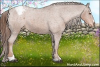 Horse Color:Chestnut Sabino Appaloosa 