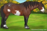 Horse Color:Bay Sabino Frame Appaloosa 