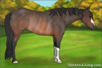 Horse Color:Brown Rabicano 
