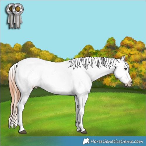 Horse Color:Bay Sabino Tobiano Appaloosa 