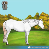 Horse Color:Bay Sabino Tobiano Blanket 