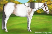Horse Color:White Spotted Buckskin Rabicano 