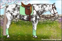 Horse Color:Liver Chestnut Sabino Appaloosa 