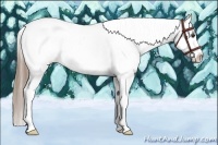 Horse Color:Liver Chestnut Splash Tobiano Frame Appaloosa 