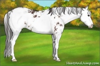Horse Color:Bay Sabino Appaloosa