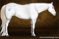 Horse Color:Red Dun Roan Sabino Splash Frame Appaloosa 