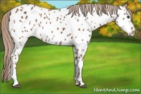 Horse Color:Chestnut Appaloosa Rabicano 