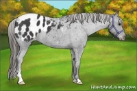 Horse Color:Smoky Black Sabino Appaloosa 