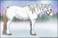 Horse Color:Liver Chestnut Sabino