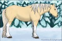 Horse Color:Palomino Tobiano 