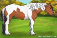 Horse Color:Bay Tobiano 
