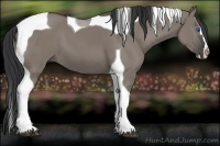 Horse Color:Grullo Splash Tobiano
