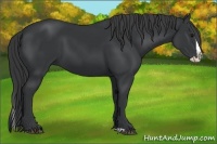 Horse Color:Black Splash