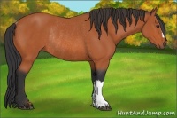 Horse Color:Bay Rabicano 