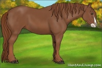 Horse Color:Chestnut Splash