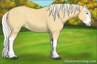 Horse Color:Palomino Splash