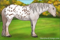 Horse Color:Chestnut Appaloosa