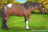 Horse Color:Brown Appaloosa