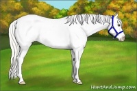 Horse Color:Silver Buckskin Dun Varnish Rabicano 