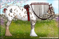 Horse Color:White Spotted Chocolate Palomino Appaloosa 